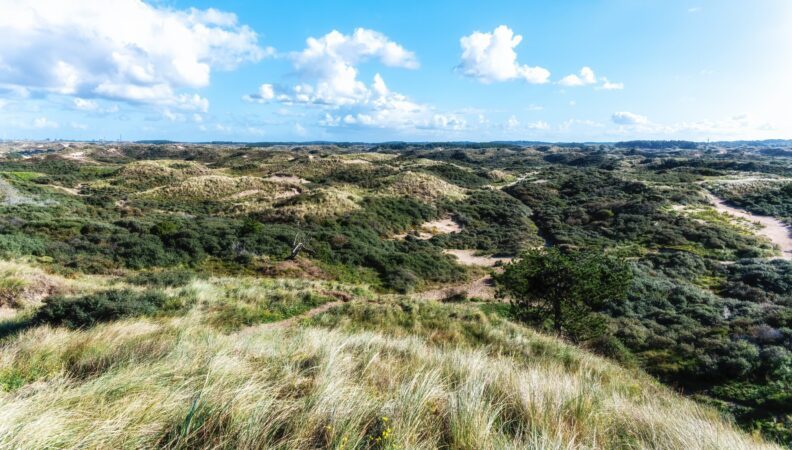 Amsterdamse Waterleidingduinen