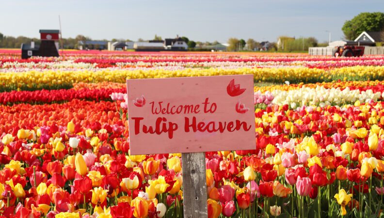 Credits: Tulip Experience Amsterdam