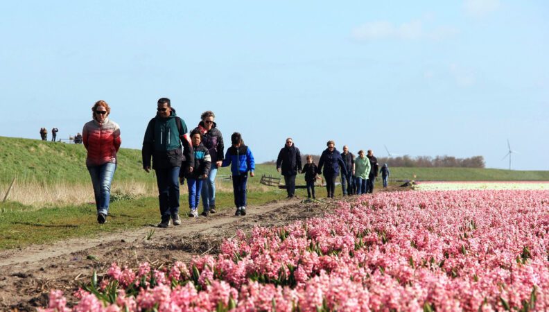 Wanderung Kop van Holland, Credits Bloeiend Zijpe