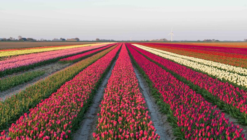 Tulpen in verschiedenen Farben in Groningen