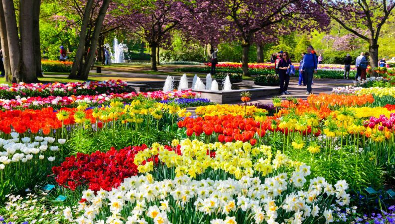 Tulpen und andere Blumen im Keukenhof