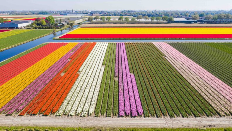 Tulpenfelder rund um den Keukenhof Luftbild