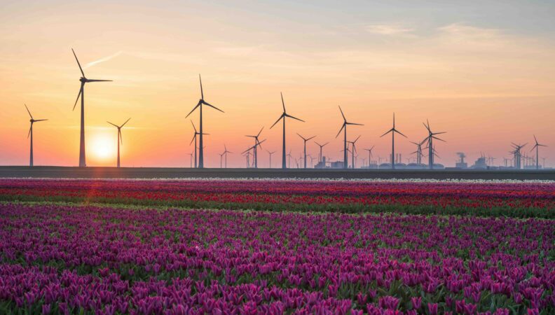 die Tulpenfelder bei Eemshaven in Groningen, Holland