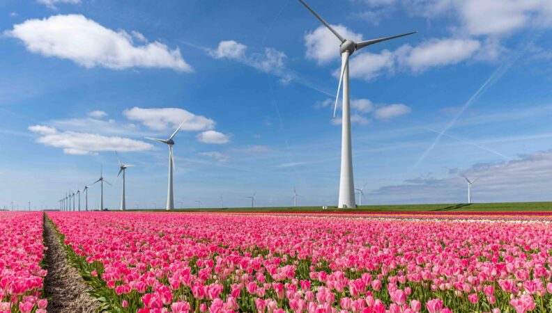 tulpenfeld Flevoland