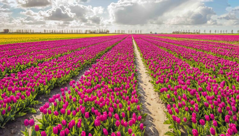 Tulpenfelder auf der Insel Goeree Overflakkee