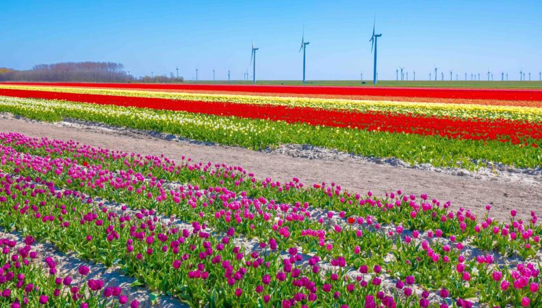 tulpenfeld in zeeland Holland