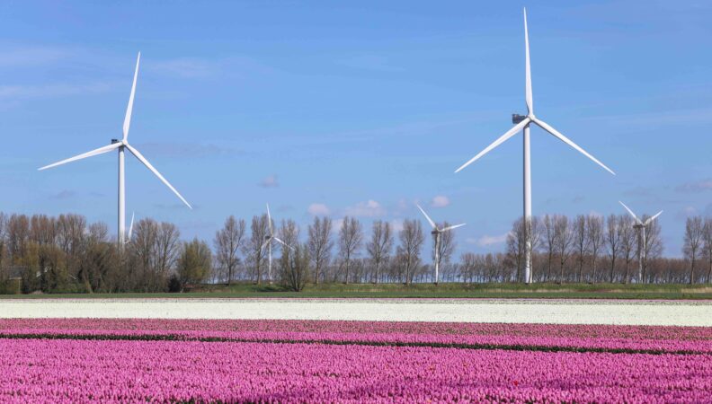 Tulpenfeldern auf Goeree Overvlakkee