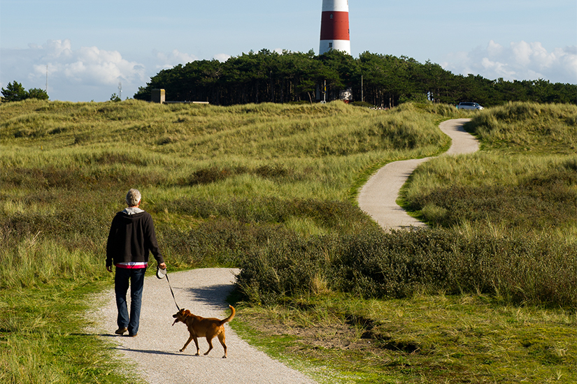 Ameland Urlaub mit Hund