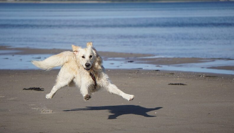 Strandhaus Zonneweelde mit Hund