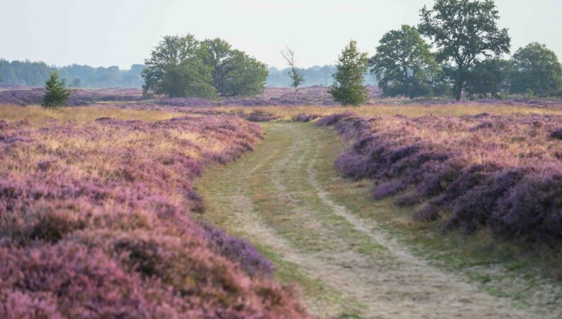 Balloërveld