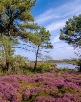 Blühende Heide in den Dünen von Schoorl