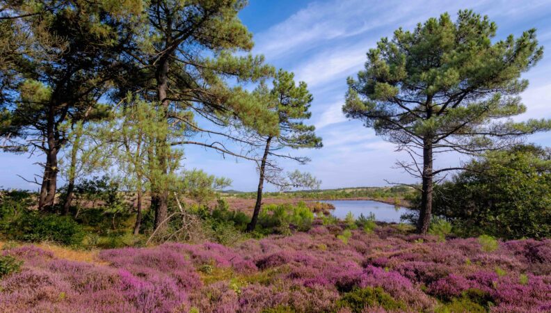 Blühende Heide in den Dünen von Schoorl