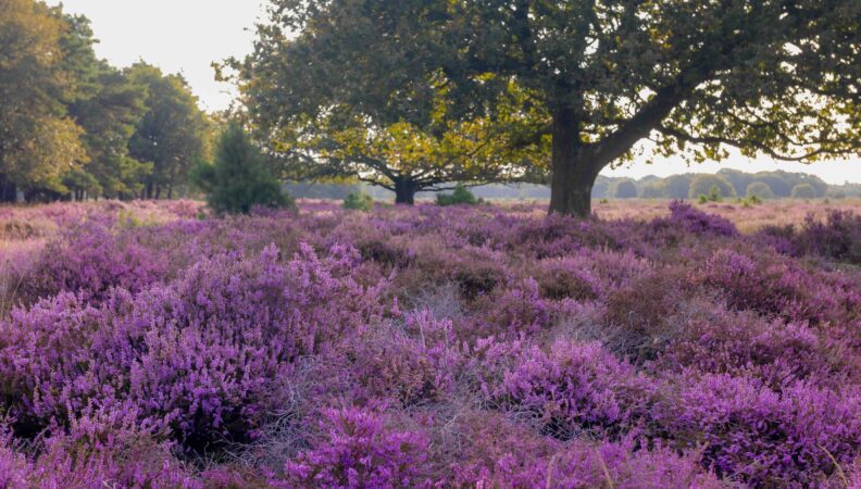 Bussumerheide in Hilversum