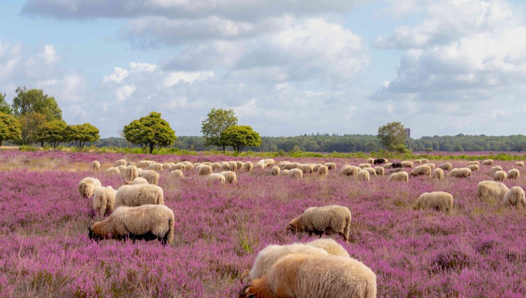 Bussummerheide Hilversum