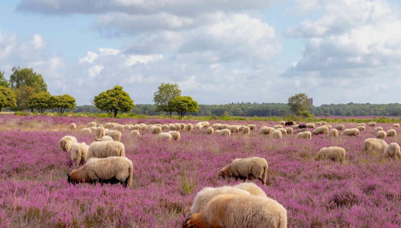 Bussummerheide Hilversum