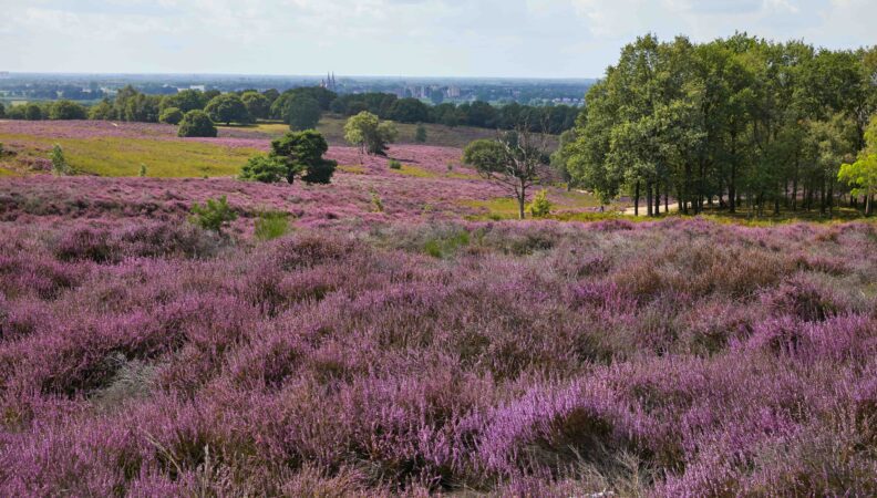 Heide bei Mookerheide
