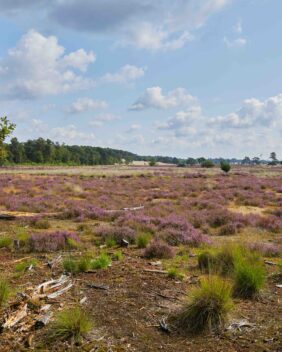 Heideblüte Loonse en Drunense Duinen