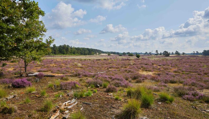 Heideblüte Loonse en Drunense Duinen