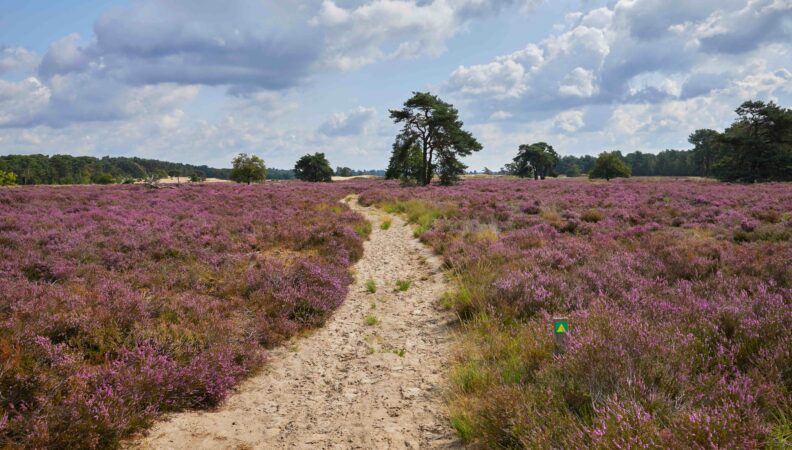 NP Loonse en Drunense Duinen