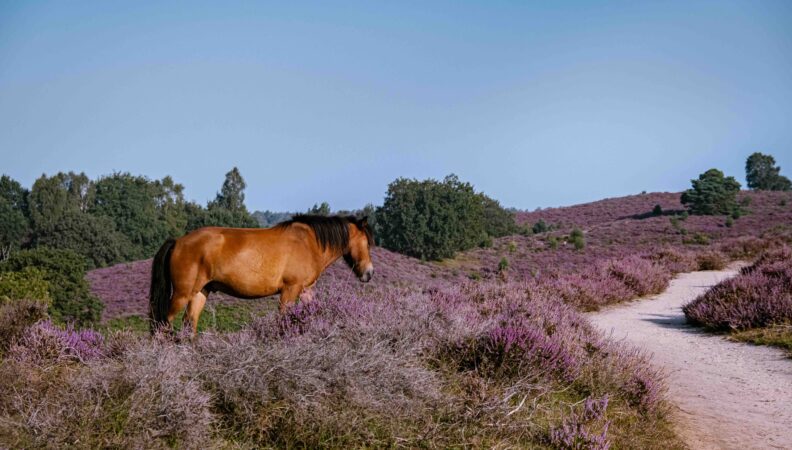 Pferd De Posbank