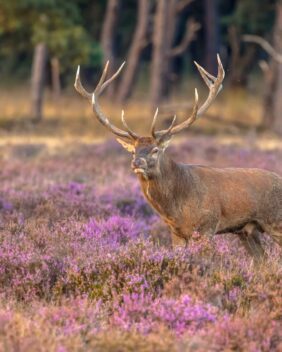 Rotwild in der Veluwe
