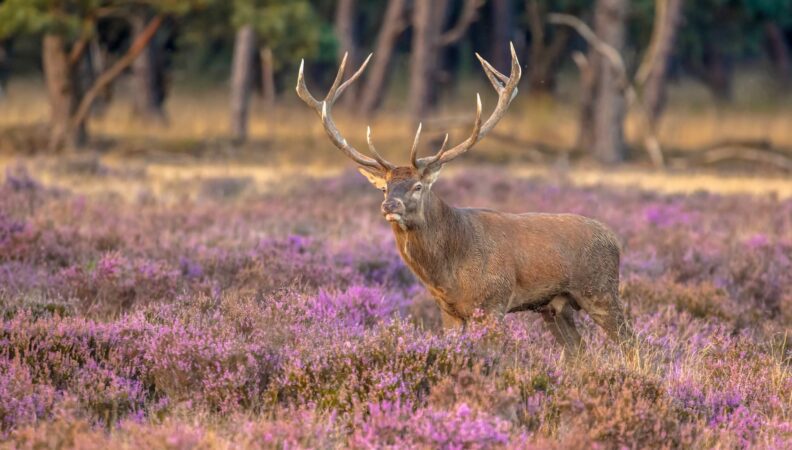 Rotwild in der Veluwe