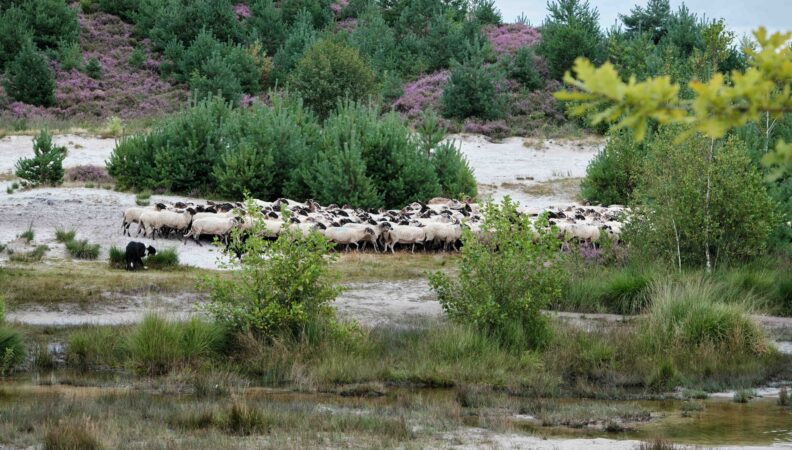 Schafe auf der Brunssummerheide