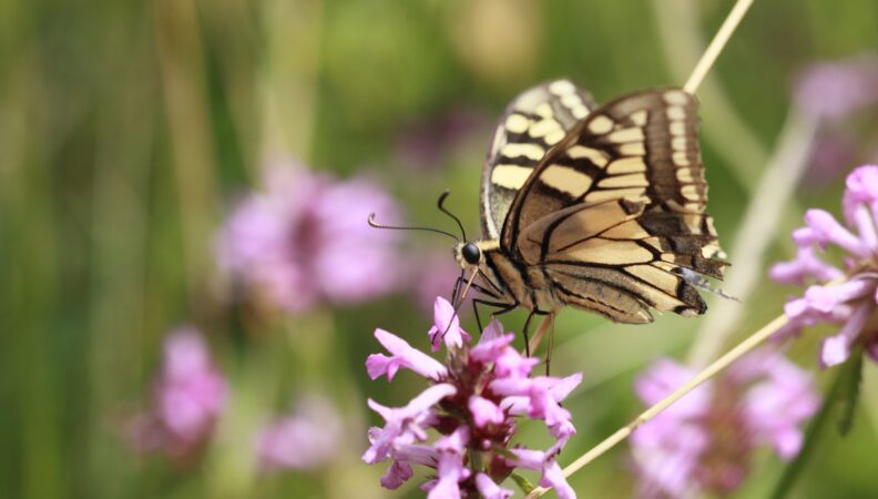 Schmetterling in Dwingelderveld