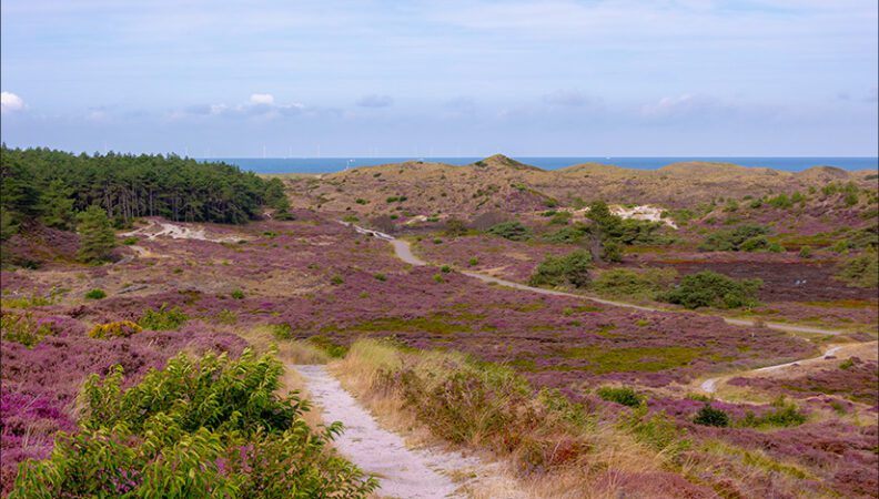Blühende Heide in den Dünen von Schoorl