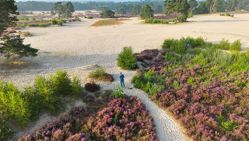 De Utrechtse Heuvelrug - Soesterduinen
