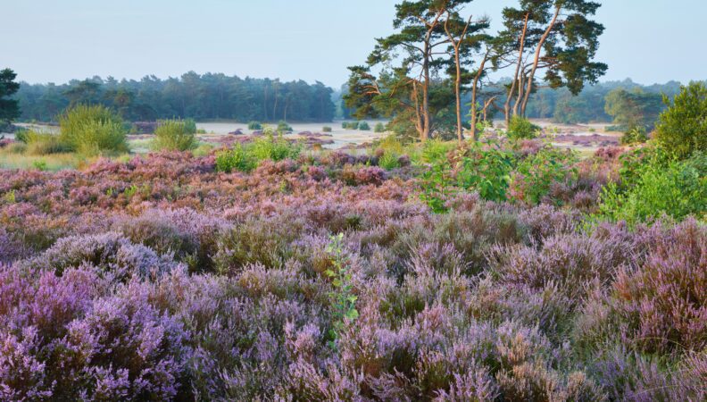 De Utrechtse Heuvelrug - Soester Duinen