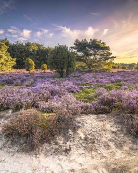 Terhorsterzand NP Dwingelderveld