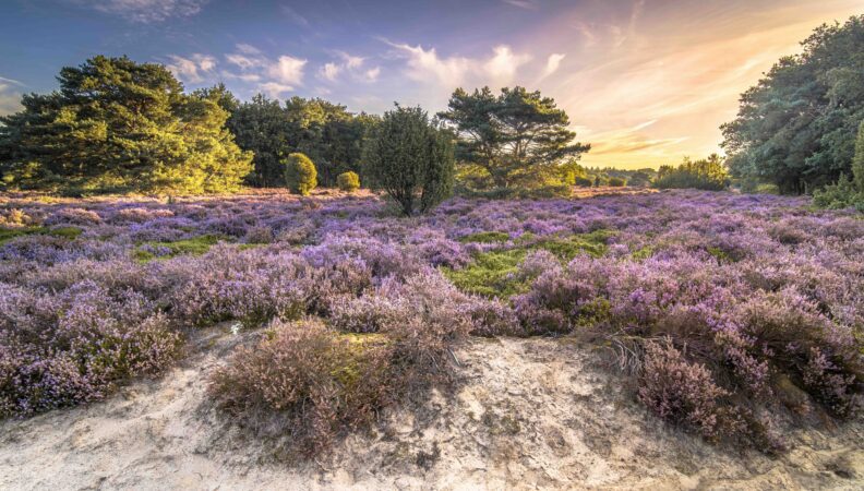 Terhorsterzand NP Dwingelderveld
