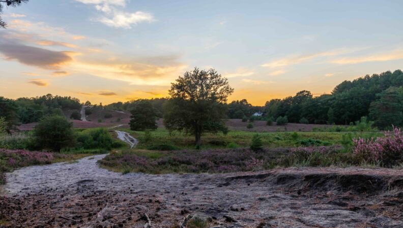 Wandern Brunssummerheide