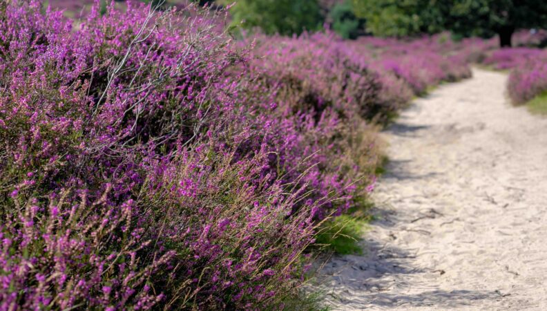 Calluna vulgaris