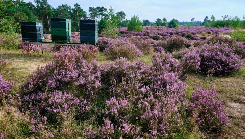 Den Treek Henschoten