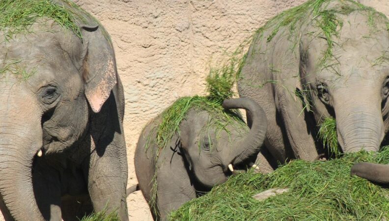 Elefantenpräsentation WILDLANDS Adventure Zoo