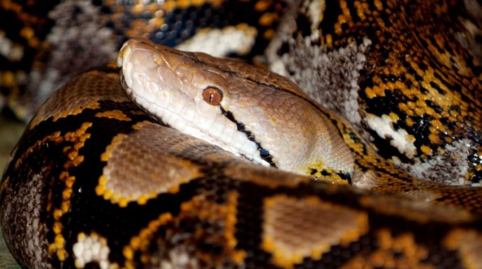 WILDLANDS Adventure Zoo Netzpython