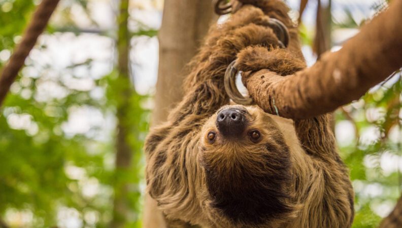 © Faultier, WILDLANDS Adventure Zoo Emmen