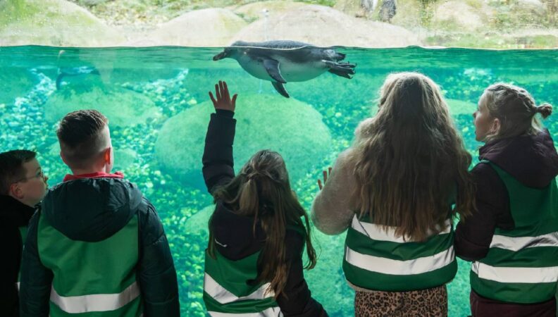© Pinguine, WILDLANDS Adventure Zoo Emmen