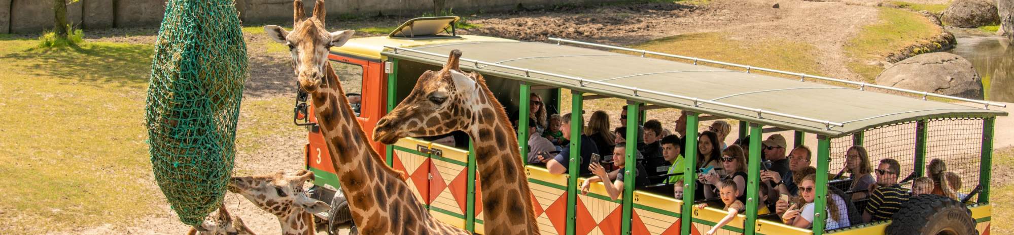 Giraffen-Safari im WILDLANDS Adventure Zoo Emmen